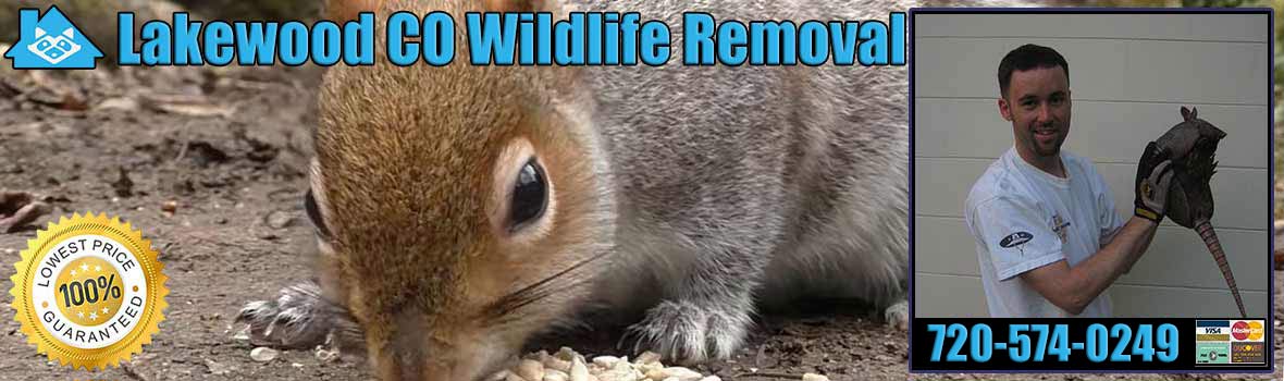 Lakewood Wildlife and Animal Removal